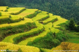 土楼稻田风光
