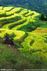 土楼稻田风光