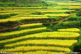 土楼稻田风光