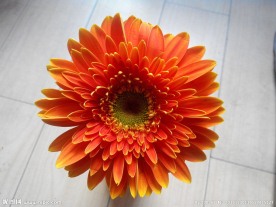 小菊花