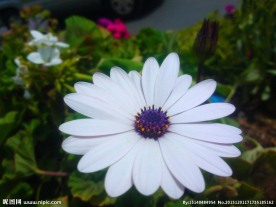 白色小花