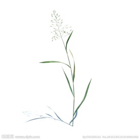 植物模型 小草模型