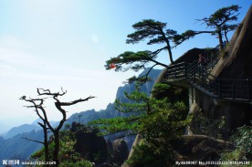三清山迎客松