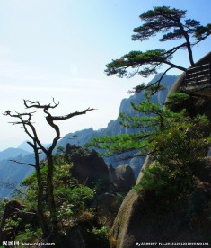 三清山迎客松
