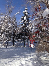 雪里红