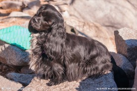 宠物可卡犬