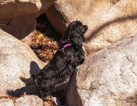 宠物可卡犬
