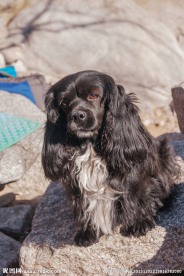 宠物可卡犬