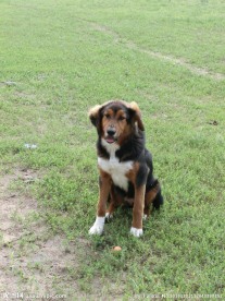 牧羊犬