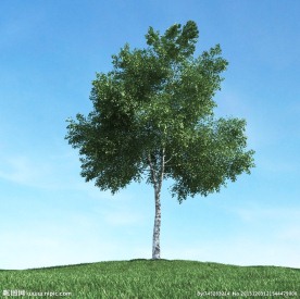 树木模型 高大植物