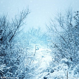 冬季雪景