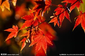深秋红叶