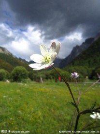 草原花