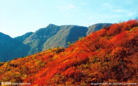 香山红叶