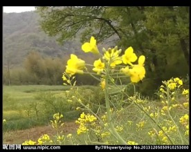 油菜花背景视频素材