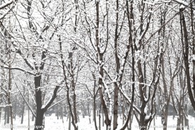 雪景 林
