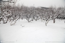 树林 雪景