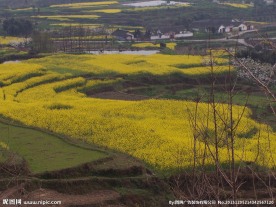 油菜花