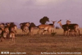 野鹿活动视频频素材