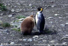 企鹅背景视频素材