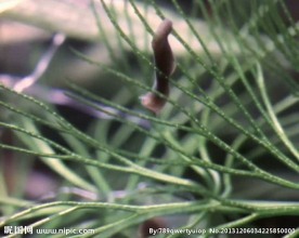 蜗牛活动视频频素材