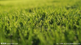 绿色草地