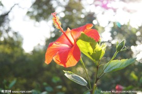 红花扶桑花