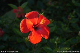 红花扶桑花