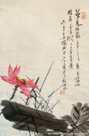映日荷花