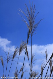 蓝天白云芦苇花草树木户外驴行
