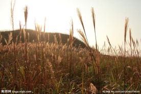 天空芦苇日落黄昏驴行