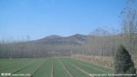 小麦地