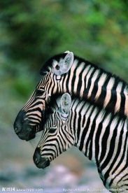 斑马马 野生动物