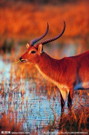 鹿 小鹿 动物 公鹿