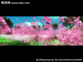 花朵视频素材