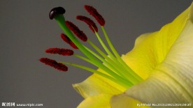 花蕊