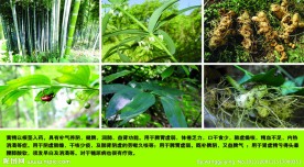 中药材黄精
