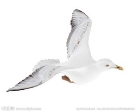 鸽子 鸽子模型 动物