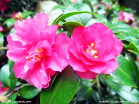 茶花