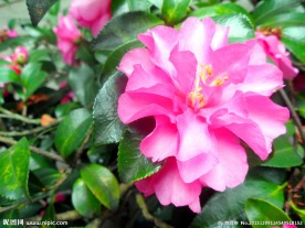 茶花