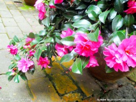 茶花