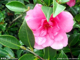 茶花