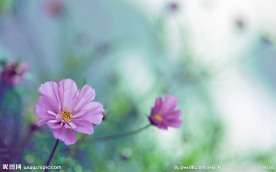 紫色小花