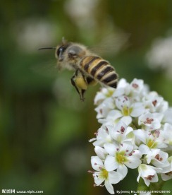 蜜蜂采蜜