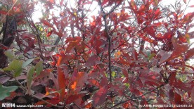 红叶