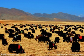 身披隆达的牦牛群