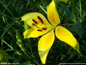 黄色百合花