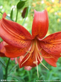 红色百合花