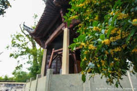 雄村