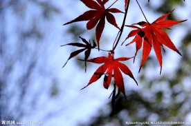 那一抹动人的红枫